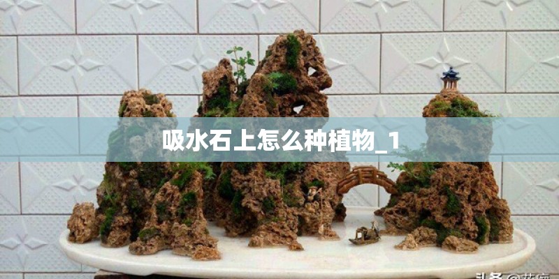 吸水石上怎么种植物_1 吸水石上怎么种植物_1