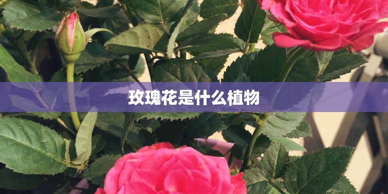 玫瑰花是什么植物
