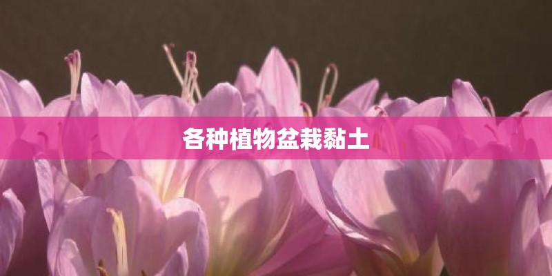 各种植物盆栽黏土