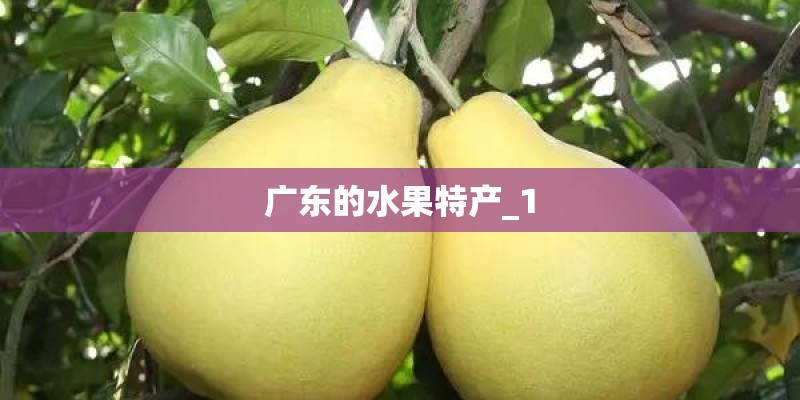 广东的水果特产_1 广东的水果特产_1
