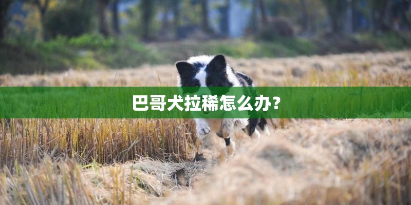 巴哥犬拉稀怎么办？