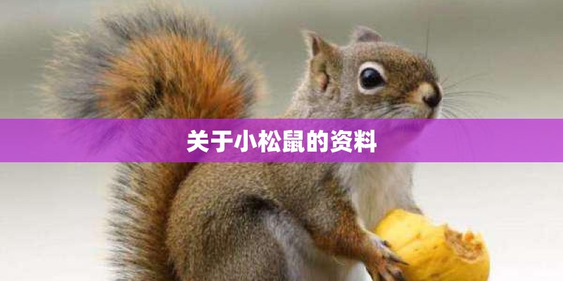关于小松鼠的资料