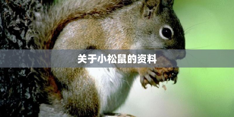 关于小松鼠的资料