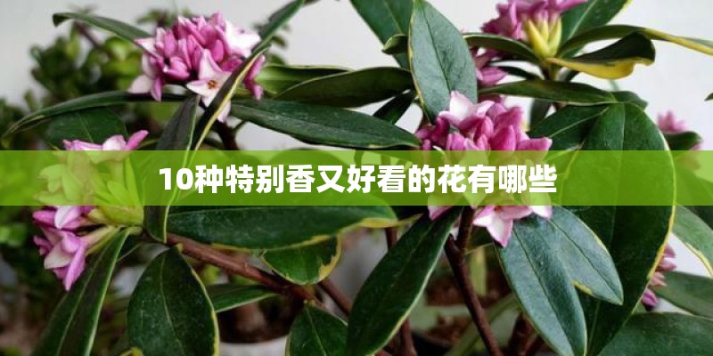 10种特别香又好看的花有哪些 10种特别香又好看的花有哪些