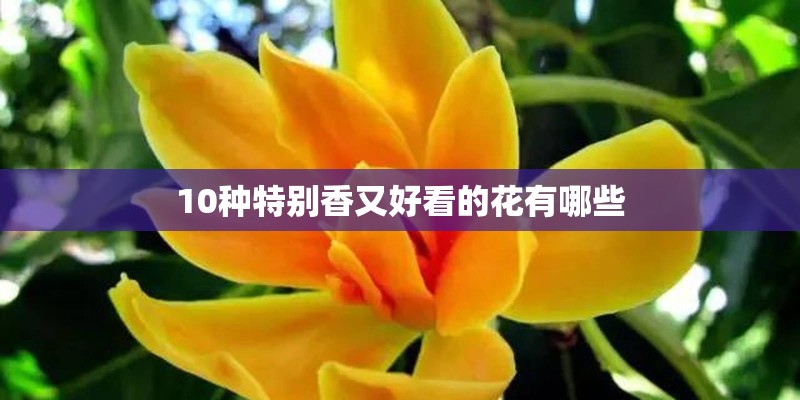 10种特别香又好看的花有哪些 10种特别香又好看的花有哪些