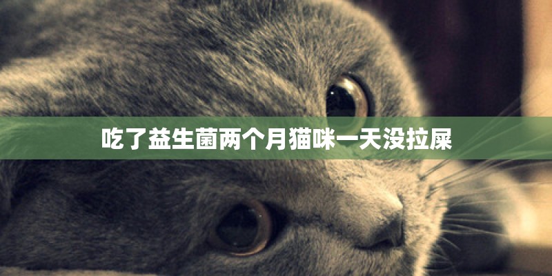 吃了益生菌两个月猫咪一天没拉屎