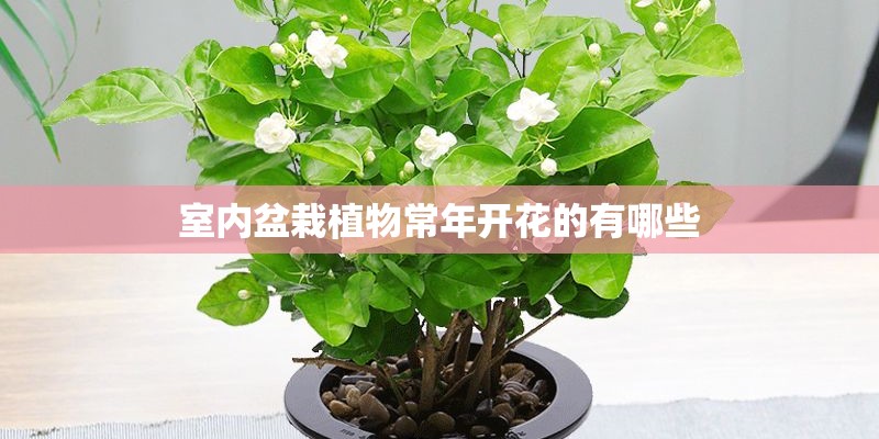 室内盆栽植物常年开花的有哪些