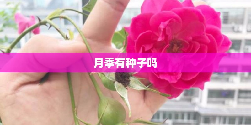 月季有种子吗