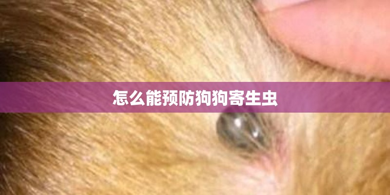 怎么能预防狗狗寄生虫 怎么能预防狗狗寄生虫