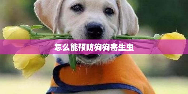 怎么能预防狗狗寄生虫 怎么能预防狗狗寄生虫