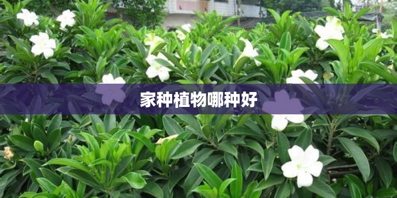 家种植物哪种好