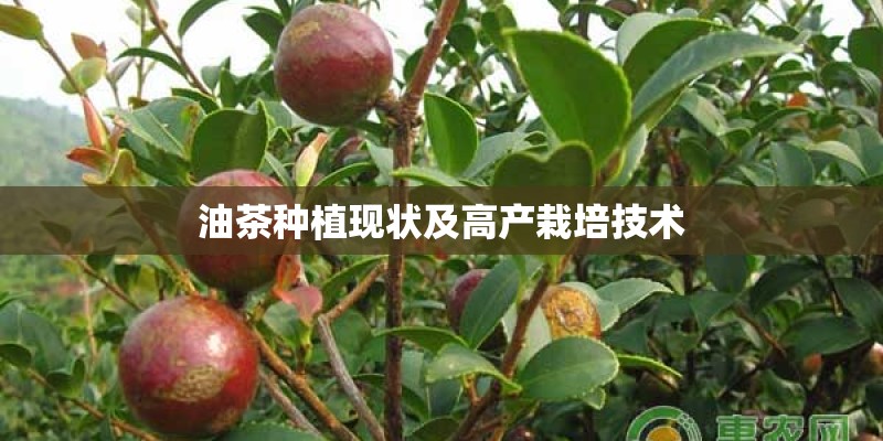 油茶种植现状及高产栽培技术 油茶种植现状及高产栽培技术