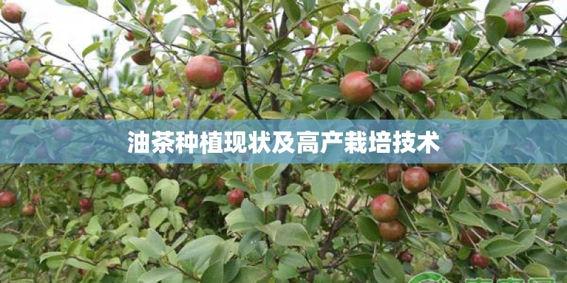油茶种植现状及高产栽培技术 油茶种植现状及高产栽培技术