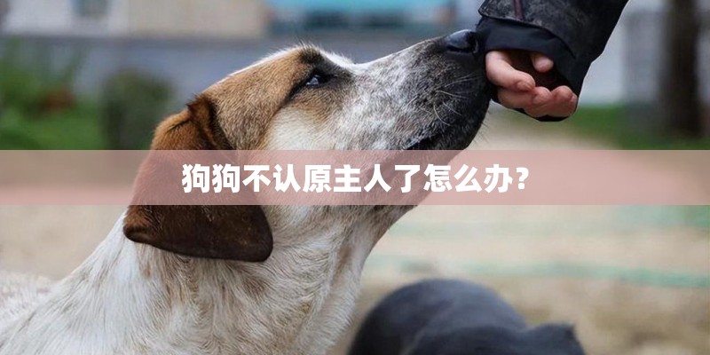 狗狗不认原主人了怎么办? 狗狗不认原主人了怎么办?