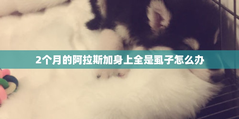 2个月的阿拉斯加身上全是虱子怎么办