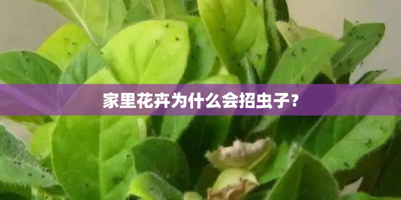 家里花卉为什么会招虫子？