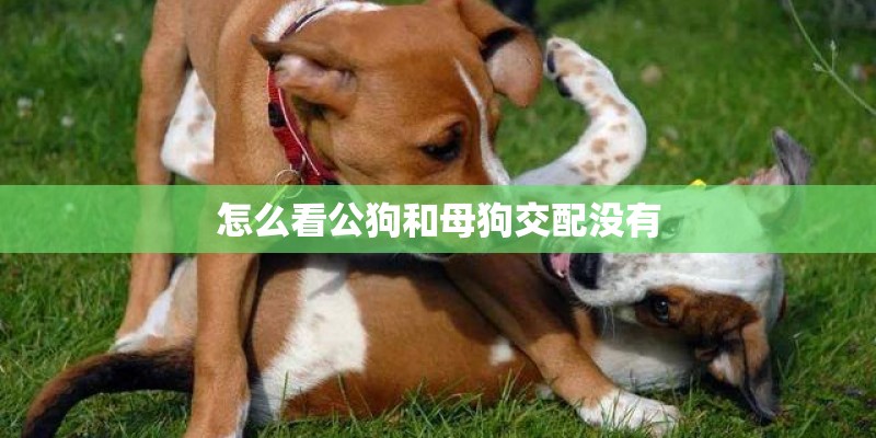 怎么看公狗和母狗交配没有 怎么看公狗和母狗交配没有