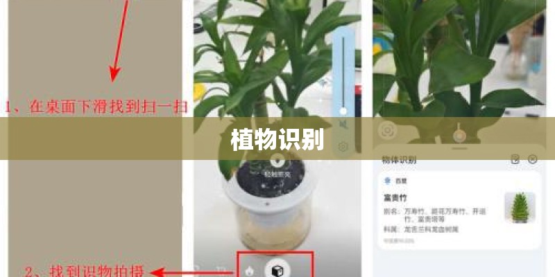 植物识别