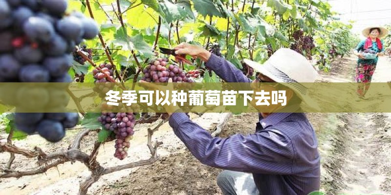 冬季可以种葡萄苗下去吗