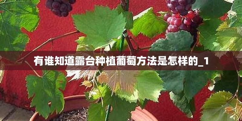 有谁知道露台种植葡萄方法是怎样的_1