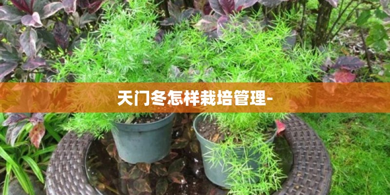 天门冬怎样栽培管理-
