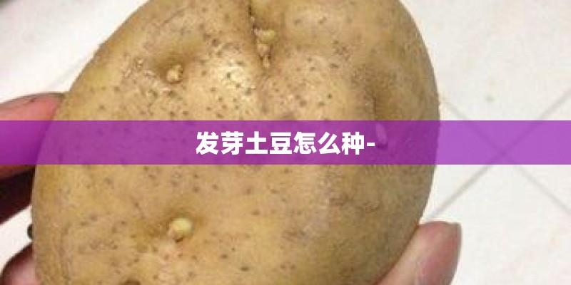 发芽土豆怎么种- 发芽土豆怎么种-