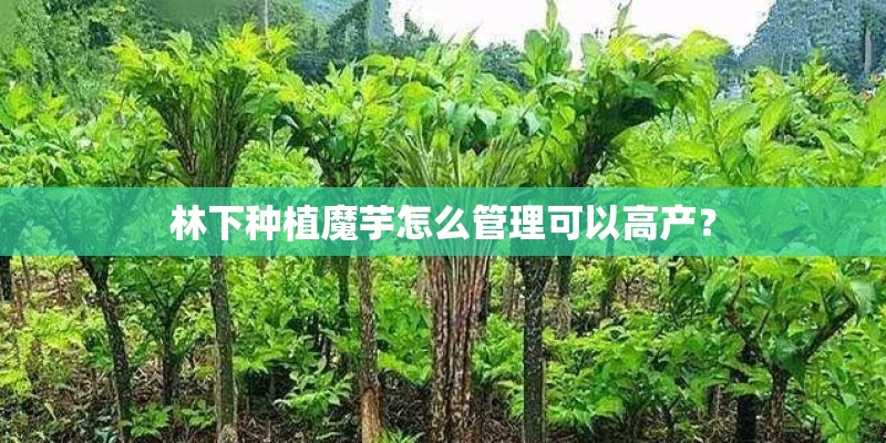 林下种植魔芋怎么管理可以高产？