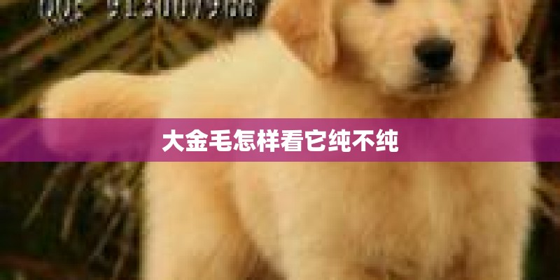 大金毛怎样看它纯不纯
