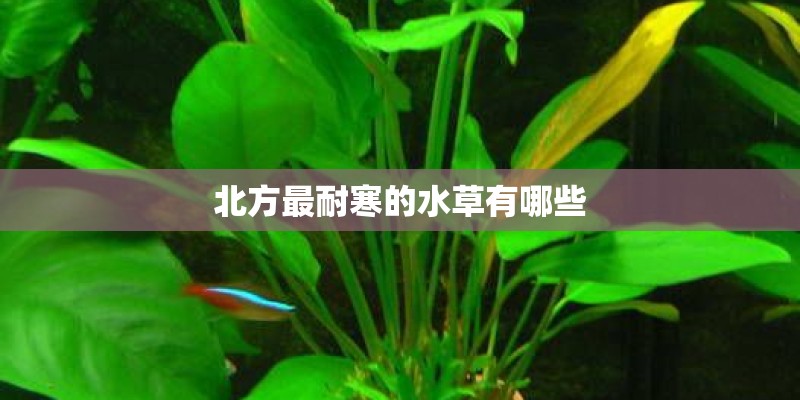 北方最耐寒的水草有哪些