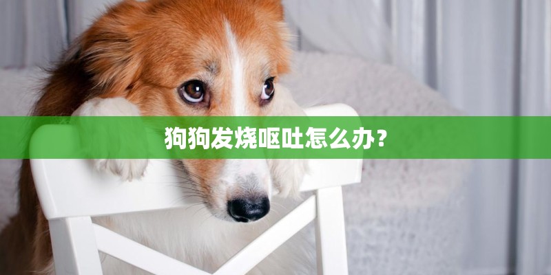 狗狗发烧呕吐怎么办？