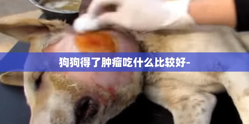 狗狗得了肿瘤吃什么比较好-