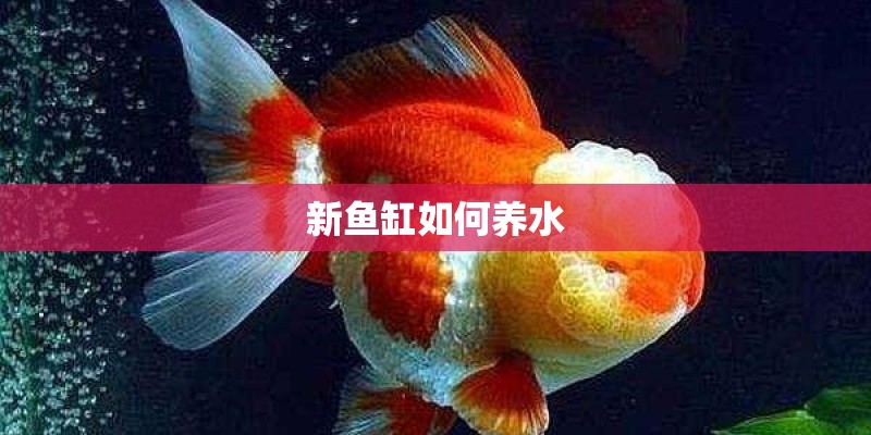 新鱼缸如何养水