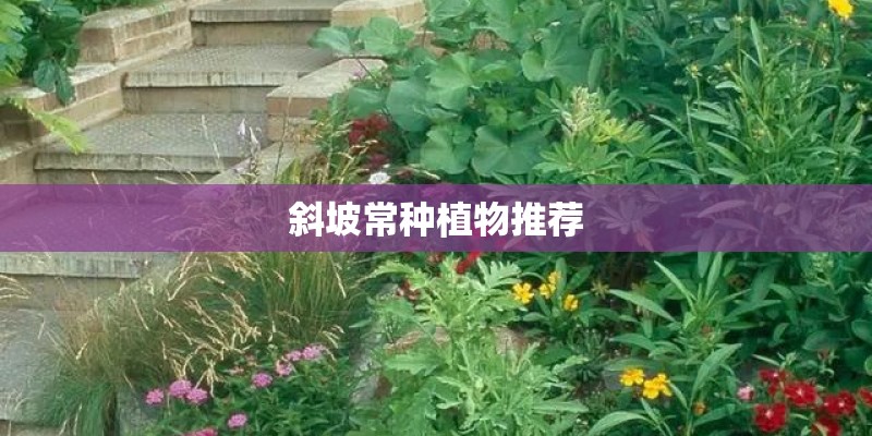 斜坡常种植物推荐