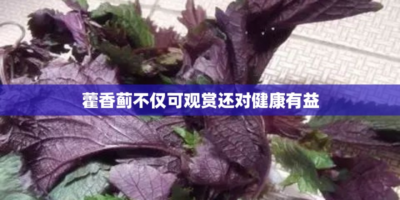 藿香蓟不仅可观赏还对健康有益