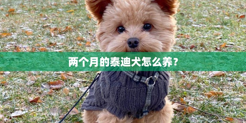 两个月的泰迪犬怎么养？