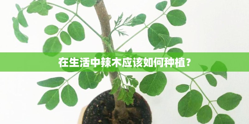 在生活中辣木应该如何种植？
