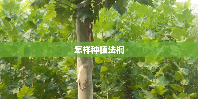怎样种植法桐