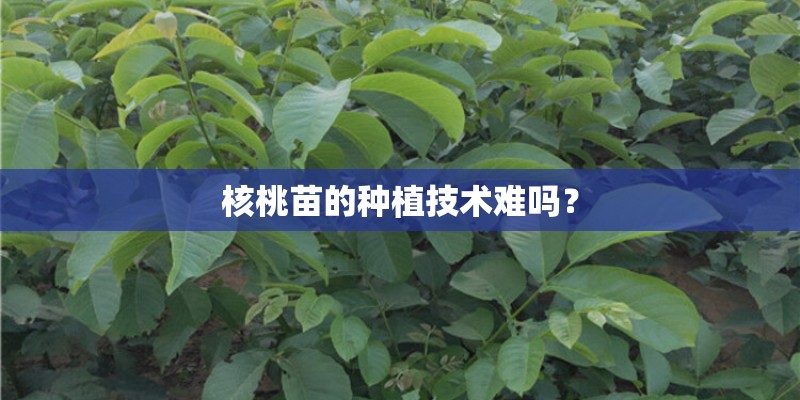 核桃苗的种植技术难吗？