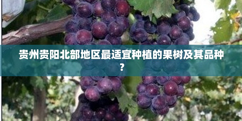 贵州贵阳北部地区最适宜种植的果树及其品种？