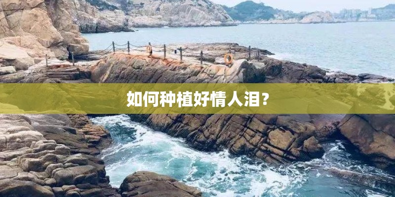 如何种植好情人泪？