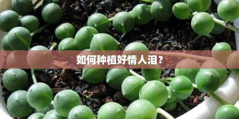 如何种植好情人泪？