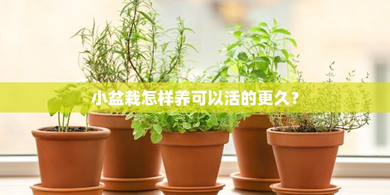 小盆栽怎样养可以活的更久？