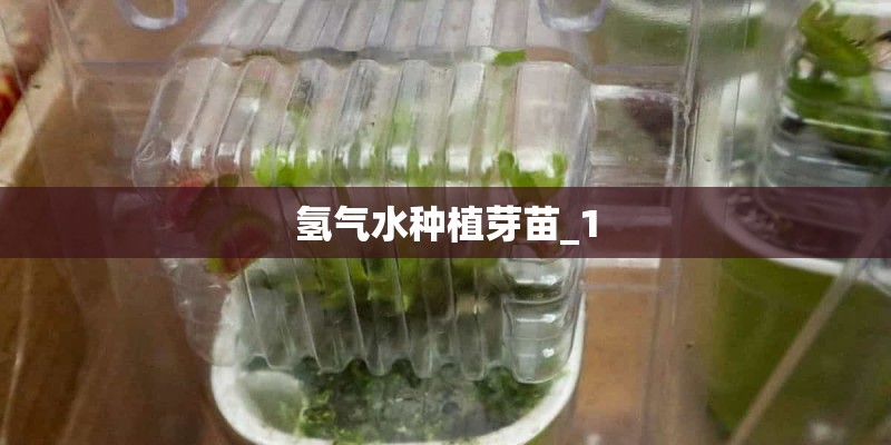 氢气水种植芽苗_1
