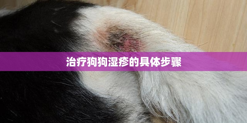 治疗狗狗湿疹的具体步骤