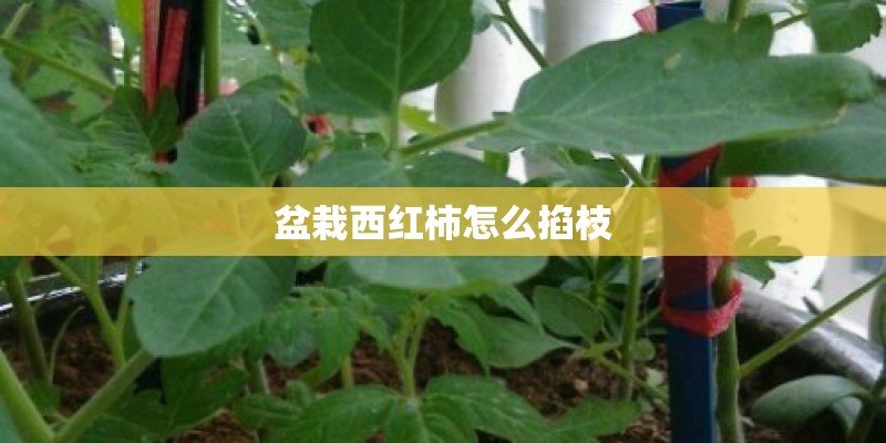 盆栽西红柿怎么掐枝