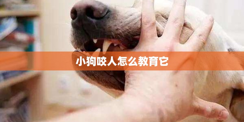 小狗咬人怎么教育它