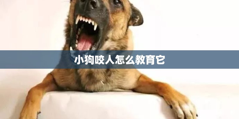 小狗咬人怎么教育它