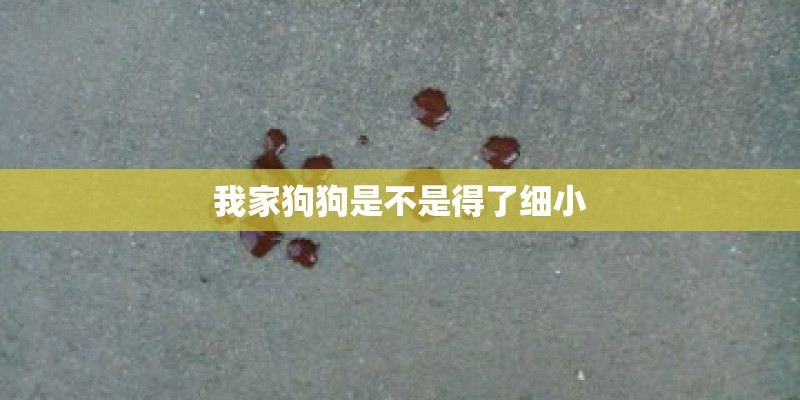 我家狗狗是不是得了细小
