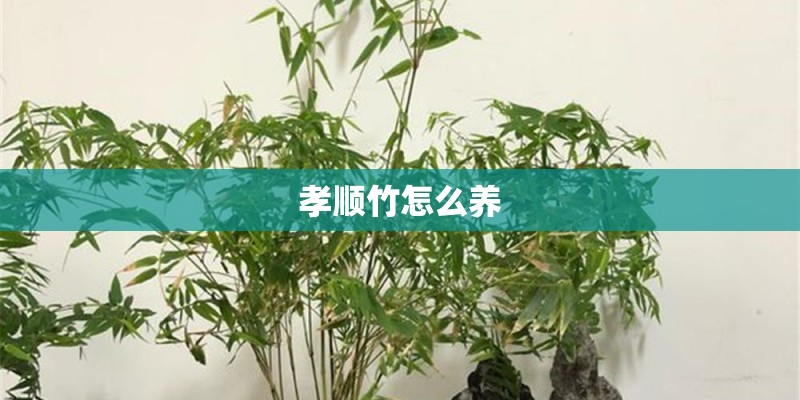 孝顺竹怎么养