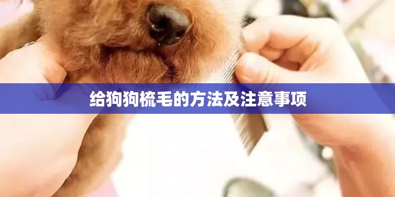 给狗狗梳毛的方法及注意事项